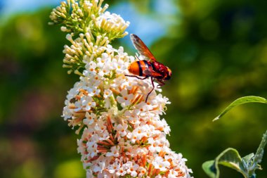 Buddleia yaz çiçekleri. Latince adı Buddleja davidii. Buddleia Davidii Kelebek Bush. Bir arı çiçekten nektar toplar..