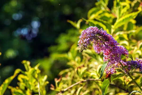 バドリーアの夏の花 ラテン語名 バドゥーダ デビッドイ バドリーア デイビッドIi ブッシュ — ストック写真