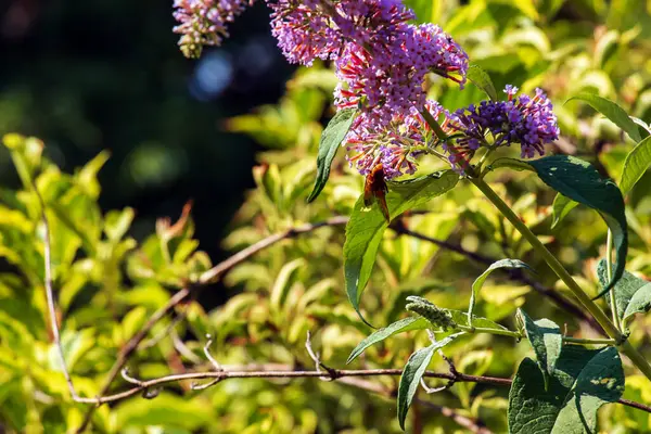 Budleja Letnie Kwiaty Łacińska Nazwa Buddleja Davidii Budleia Davidii Butterfly — Zdjęcie stockowe