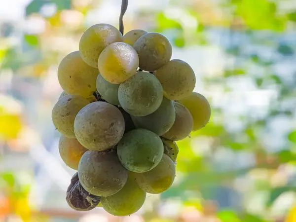 Ripe white muscat wine grapes grow on the bushes. Bunches of wine grapes are ready for harvest.