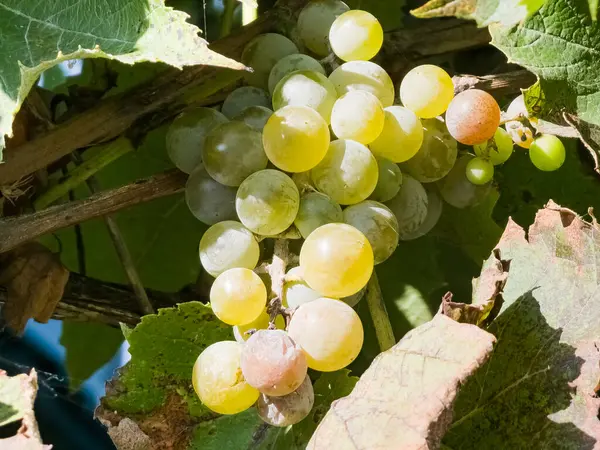 灌木上长着成熟的白麝香葡萄酒葡萄 成捆的葡萄酒葡萄已准备好待收割 — 图库照片