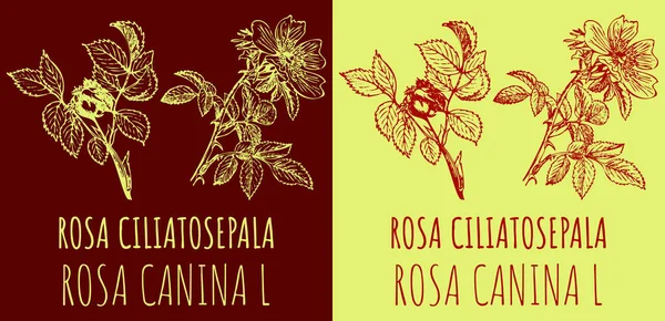 stock image Drawings ROSA CILIATOSEPALA. Hand drawn illustration. Latin name ROSA CANINA L.