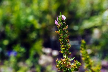 Ononis arvensis çayırda çiçek açar. Field Restarrow, Ononis arvensis Dinyeper, Ukrayna 'daki botanik bahçesinde. Bahçede tıbbi bitkiler yetiştiriyor..