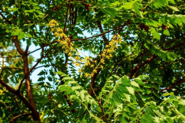 Koelreuteria paniculata. Mavi gökyüzüne karşı bitkinin sarı çiçek