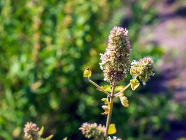 Nepeta grandiflora - yaprak döken bitkisel ölümsüzlük. Kedi nanesi ya da naneli şeker de denir.