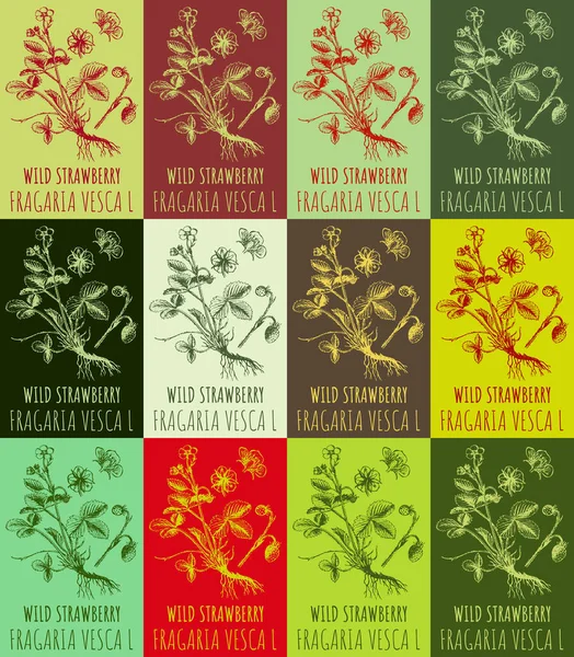 Állítsa Rajz Wild Strawberry Különböző Színekben Kézzel Rajzolt Illusztráció Latin — Stock Fotó