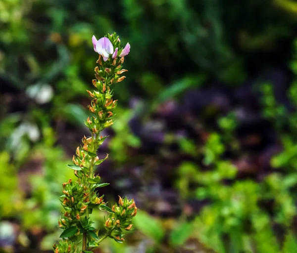 Ononis Arvensis Kwitnie Łące Restarrow Polowy Ononis Arvensis Ogrodzie Botanicznym — Zdjęcie stockowe