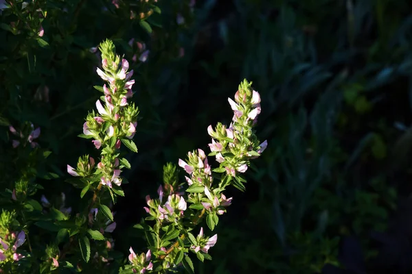Ononis Arvensis Fleurit Dans Prairie Restarrow Ononis Arvensis Dans Jardin — Photo
