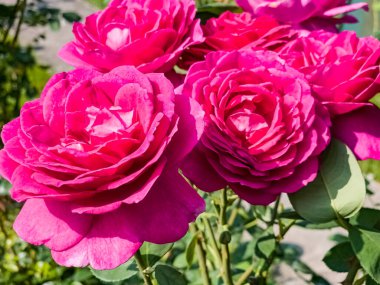 Kırmızı mor gülleri yeşil yapraklardan oluşan bir arka plana yakın plan. Çiçeklerdeki taze yapraklar.