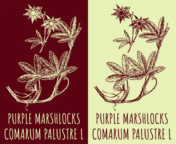 Vektor Rajzai Purple Marshlock Kézzel Rajzolt Illusztráció Latin Név Comarum — Stock Vector