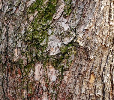 Katalpa ağacının kabuğunun ayrıntıları - Latince adı - Catalpa bignonioides.