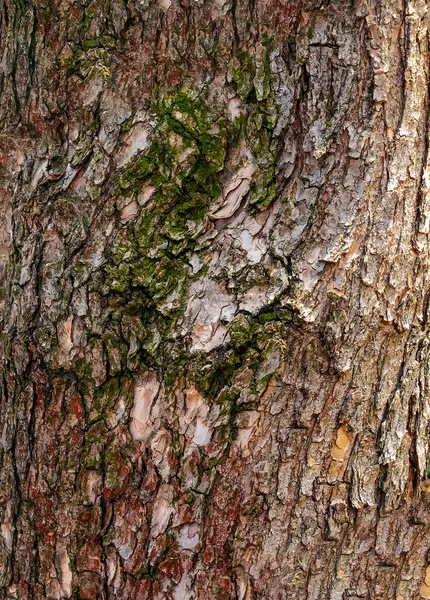 Detalj Barken Ett Katalanska Träd Latinskt Namn Catalpa Bignonioides — Stockfoto