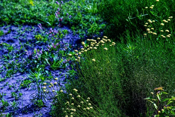 花びらのないカンクリーン 緑の草の背景にある黄色い花 カンクリーニア クリースファラ — ストック写真