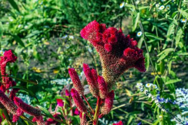 Bilimsel olarak Celosia argentea cristata olarak bilinen ibikli Horoz Çiçeği, canlı, ibikli ve dalgalı çiçekleri olan mor renkli bir horoz tarağına benzer..