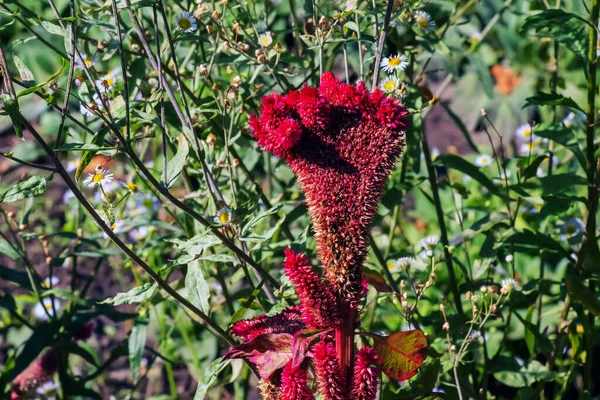 Crested Cockscomb Flower Científicamente Conocida Como Celosia Argentea Cristata Asemeja —  Fotos de Stock