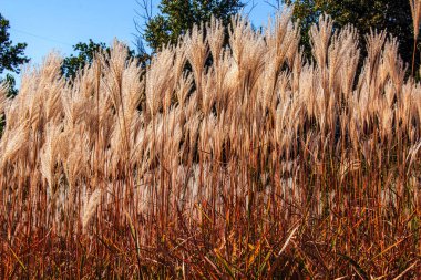 Miscanthus Sinensis rüzgarda sallanıyor. Güneşin altındaki uzun otlar rüzgarda sallanıyor