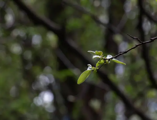 Detailní Záběr Pupenů Stonků Malých Zelených Listů Sorbus Latifolia Slunečný — Stock fotografie
