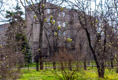 Tomurcukların yakın çekimi, Sorbus Torminalis L. Güneşli bahar gününün küçük yeşil yaprakları. .