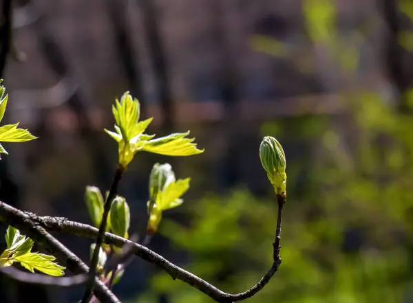 Detailní Záběr Pupenů Stonků Malých Zelených Listů Sorbus Torminalis Slunečný — Stock fotografie