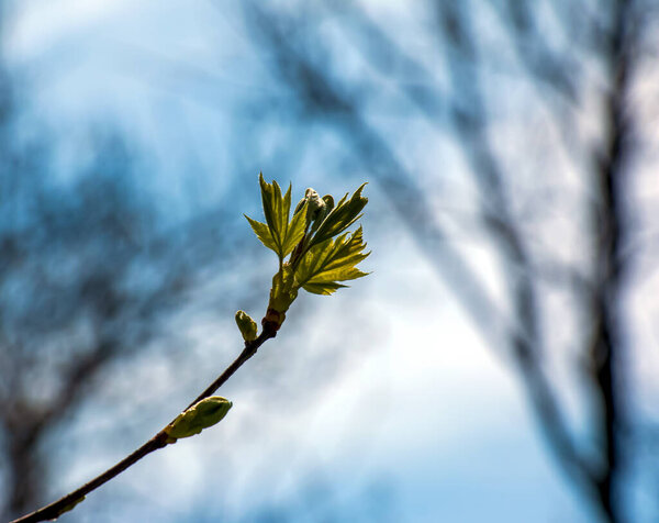 Closeup of the buds, stem and small young green leaves of Sorbus torminalis L. Sunny spring day .