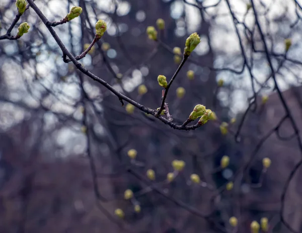 Zbliżenie Pąków Łodyg Małych Młodych Zielonych Liści Sorbus Torminalis Słoneczny — Zdjęcie stockowe
