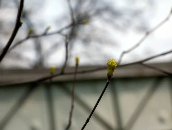 ソルバストルミナリスL 晴れた春の日の芽 小さな若い緑の葉のクローズアップ — ストック写真