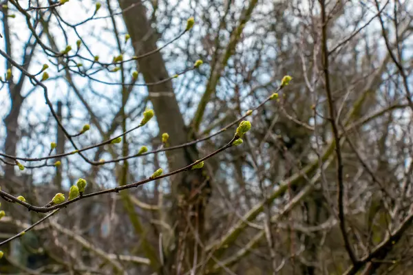 ソルバストルミナリスL 晴れた春の日の芽 小さな若い緑の葉のクローズアップ — ストック写真