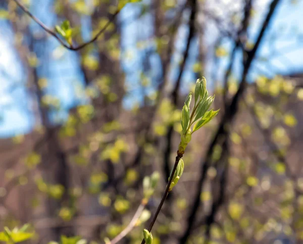 Detailní Záběr Pupenů Stonků Malých Zelených Listů Sorbus Torminalis Slunečný — Stock fotografie