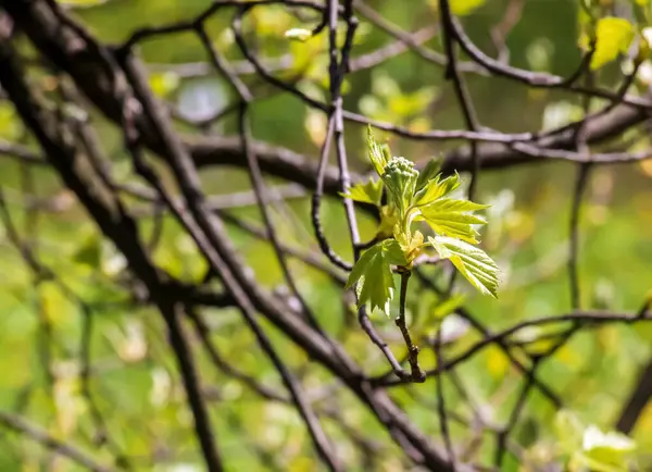 Zbliżenie Pąków Łodyg Małych Młodych Zielonych Liści Sorbus Torminalis Słoneczny — Zdjęcie stockowe