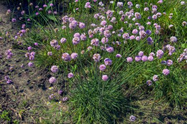 Çiçek açan bitki. Pembe ve beyaz Armerya maritisi 'Alba' ya da deniz turşusu. Armeria Balerin Mor Gül