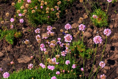 Flowering plant. Pink and white Armeria maritima 'Alba' or sea thrift. Armeria Ballerina Purple Rose clipart