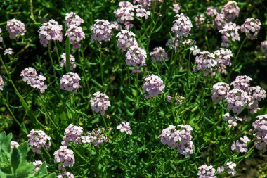 Pers deresi ya da Pers çiçekleri Aethionema grandiflorum bahçede çiçek açar.