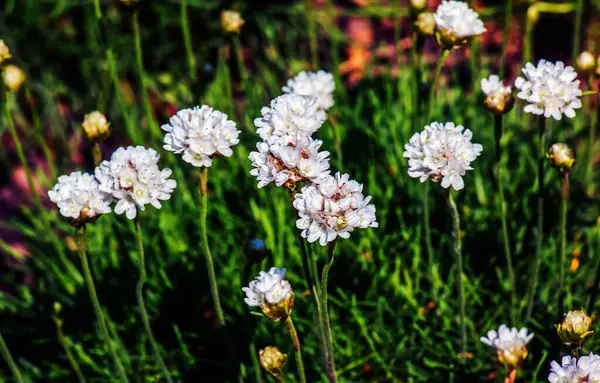 Blühende Pflanze Rosa Und Weiße Armeria Maritima Alba Oder Sparsamkeit — Stockfoto