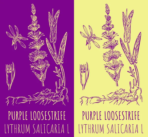 Stock vector Vector drawings PURPLE LOOSESTRIFE. Hand drawn illustration. Latin name LYTHRUM SALICARIA L.