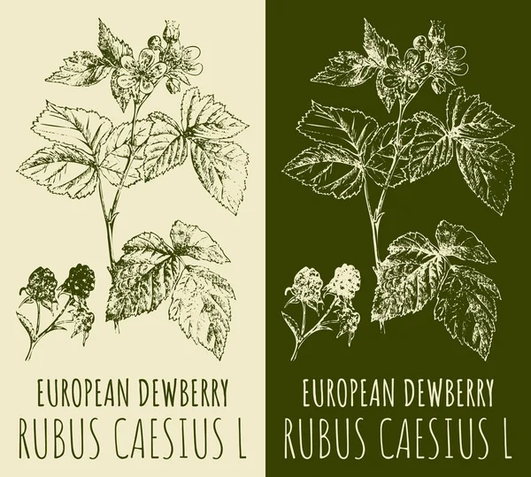 Vektör çizimleri Avrupa çöküntüsü. El çizimi çizimi. Latince adı RUBUS CAESIUS L.