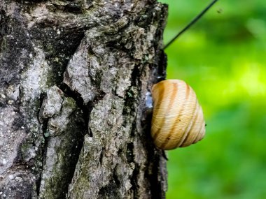 Burgonya salyangozu ya da homojen bulanık yeşil arka planlı Helix pomatia. Burgundy veya Yenilebilir Salyangoz Helix pomatia, Avrupa 'da yaygın bir salyangoz türü..