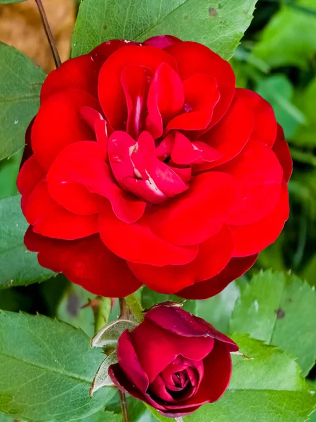Balmoral Róża Bliska Granica Wzrosła Ciemnoczerwonymi Kwiatami — Zdjęcie stockowe