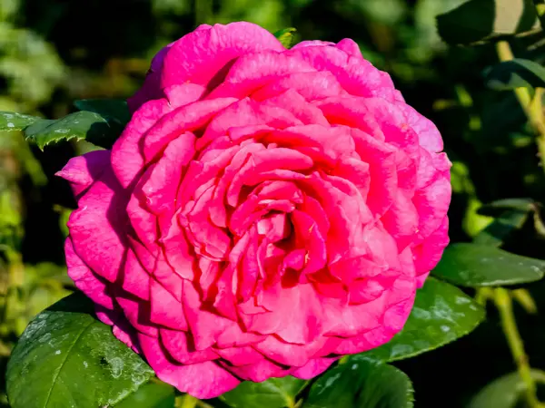 Nagy Lila Rózsa Közelről Hibrid Tea Rózsa Sötét Lila Virágokkal — Stock Fotó