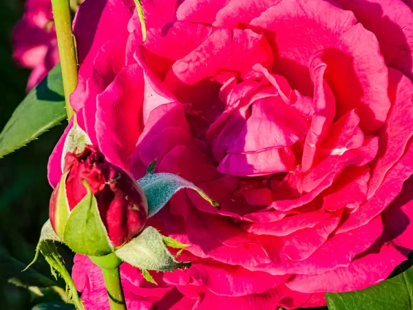 Wielkie Fioletowe Róże Bliska Róża Herbata Hybrydowa Ciemnofioletowymi Kwiatami — Zdjęcie stockowe