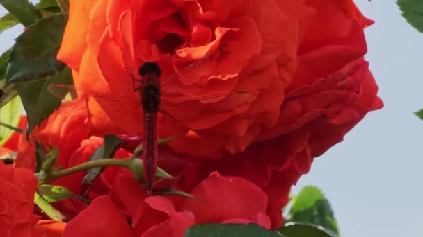 トリスミス オーロラ ドラゴンフライ 美しい赤いドラゴンフライは 夕日には豪華なサンゴ色のバラの花に基づいています 黄色いピンクの日没の光はドラゴンフライの翼を強調しています — ストック動画