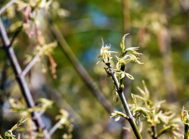 Baharın başlarında Acer negundo dallarındaki ilk yeşil yapraklar.