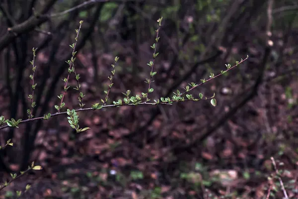 Las Primeras Hojas Verdes Las Ramas Prunus Glandulosa Principios Primavera — Foto de Stock