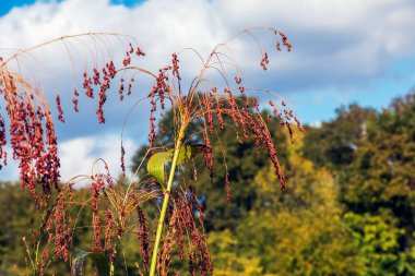 Çiftlik tarlasında yaygın Sorghum bicolor yetişir