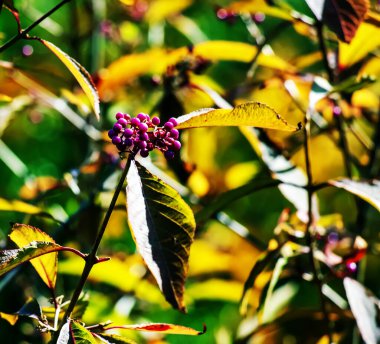 Callicarpa japonica ya da Japon böğürtlen dalı yaprakları ve büyük kümeler halinde mor böğürtlenler..