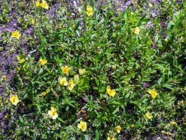 Helianthemum nummularium, Yaygın Rockrose Küçük Güneş Çiçeği. Baharda vahşi bitki vuruşu.