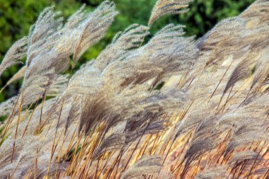 Miscanthus Sinensis rüzgarda sallanıyor. Güneşin altındaki uzun otlar rüzgarda sallanıyor