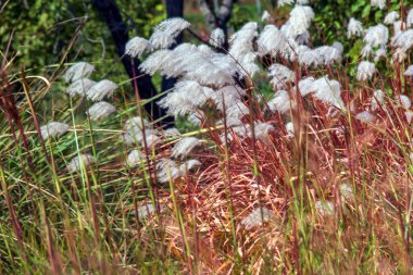 Miscanthus Sinensis rüzgarda sallanıyor. Güneşin altındaki uzun otlar rüzgarda sallanıyor