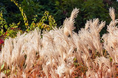 Miscanthus Sinensis rüzgarda sallanıyor. Güneşin altındaki uzun otlar rüzgarda sallanıyor