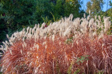 Miscanthus Sinensis rüzgarda sallanıyor. Güneşin altındaki uzun otlar rüzgarda sallanıyor