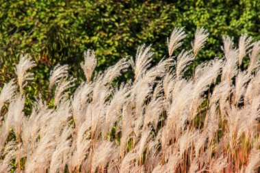 Miscanthus Sinensis rüzgarda sallanıyor. Güneşin altındaki uzun otlar rüzgarda sallanıyor